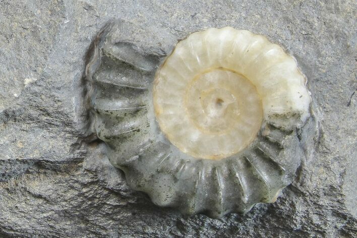 Ammonite (Promicroceras) Fossil - Lyme Regis #166633